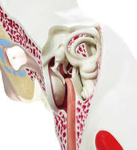 Primary Image Link