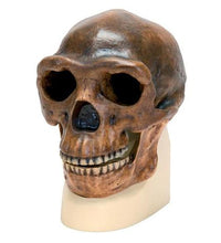 Primary Image Link