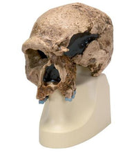 Primary Image Link
