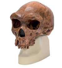 Primary Image Link