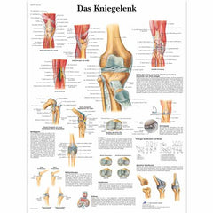 Das Kniegelenk