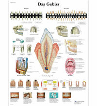 Primary Image Link