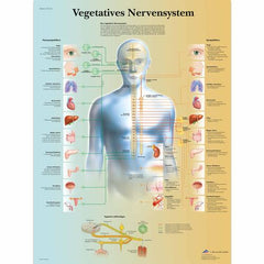 Vegetatives Nervensystem