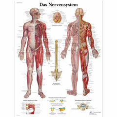 Das Nervensystem