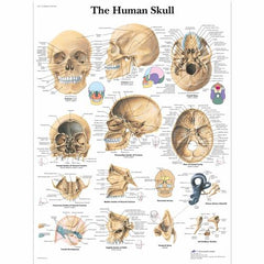 Human Skull Chart