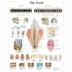 The Teeth Chart