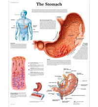 Primary Image Link