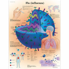Flu (Influenza) Chart
