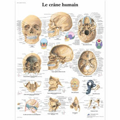 Le crâne humain