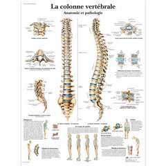 La colonne vertébrale, Anatomie et pathologie