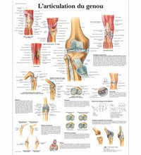 Primary Image Link