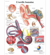 Primary Image Link