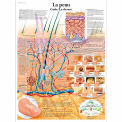 La peau