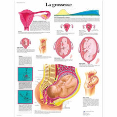La grossesse