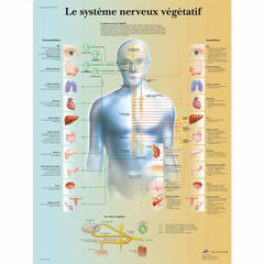 Le système nerveux végétatif