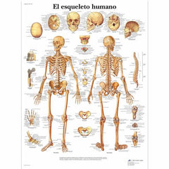 El esqueleto humano
