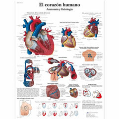 El corazón humano - Anatomía y fisiología