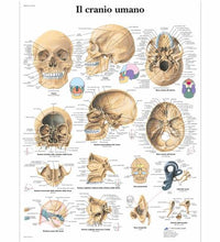Primary Image Link