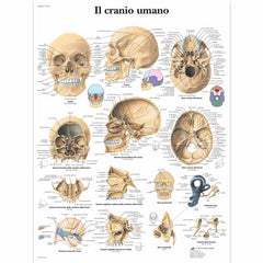 Il cranio umano
