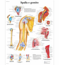 Primary Image Link