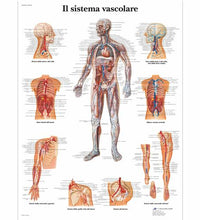 Primary Image Link