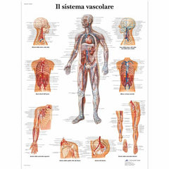 Il sistema vascolare