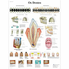 Os Dentes