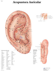 Ear Acupuncture - portuguese