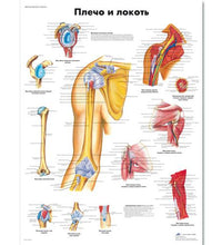 Primary Image Link