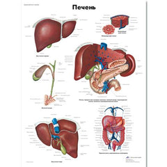Liver Chart