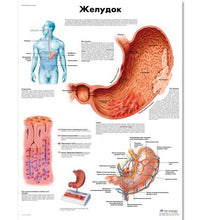 Primary Image Link