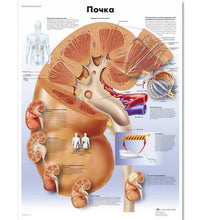 Primary Image Link