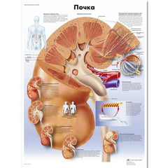 Kidney Chart