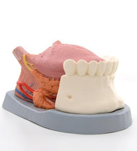 Primary Image Link