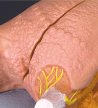 Primary Image Link