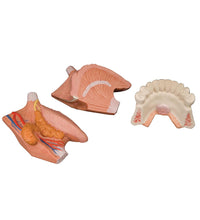 Primary Image Link