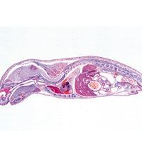 Primary Image Link