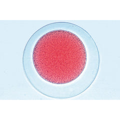 Sea urchin embryology (Psammechinus miliaris) - English Slides