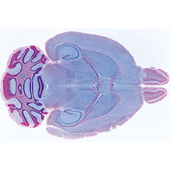 Histology of Mammalia, Supplementary Set - Portuguese Slides