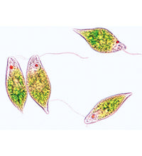 Primary Image Link