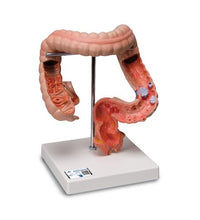 Primary Image Link