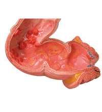 Primary Image Link