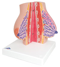 Primary Image Link