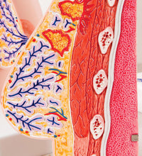 Primary Image Link