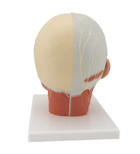 Primary Image Link