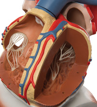 Primary Image Link