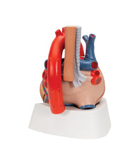 Primary Image Link