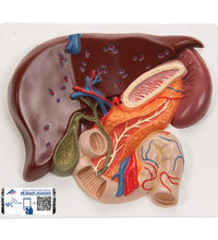 Primary Image Link