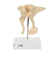 Primary Image Link