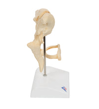 Primary Image Link